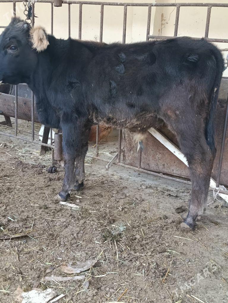 şiwes öküz - Bäherden - img 2