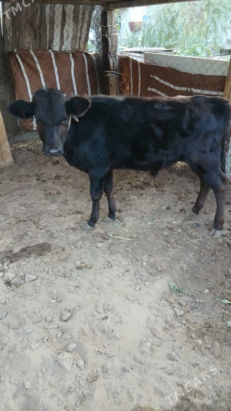 Oluzce Gole - Çoganly - img 1