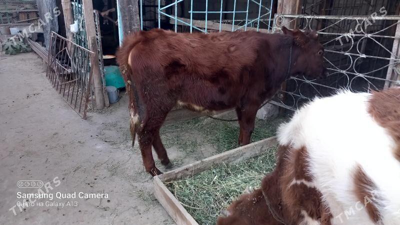 Satlyk tüweler - Гёкдже - img 5