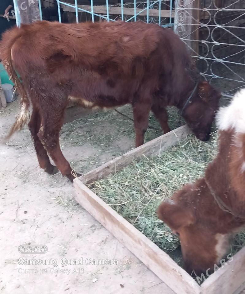 Satlyk tüweler - Гёкдже - img 6