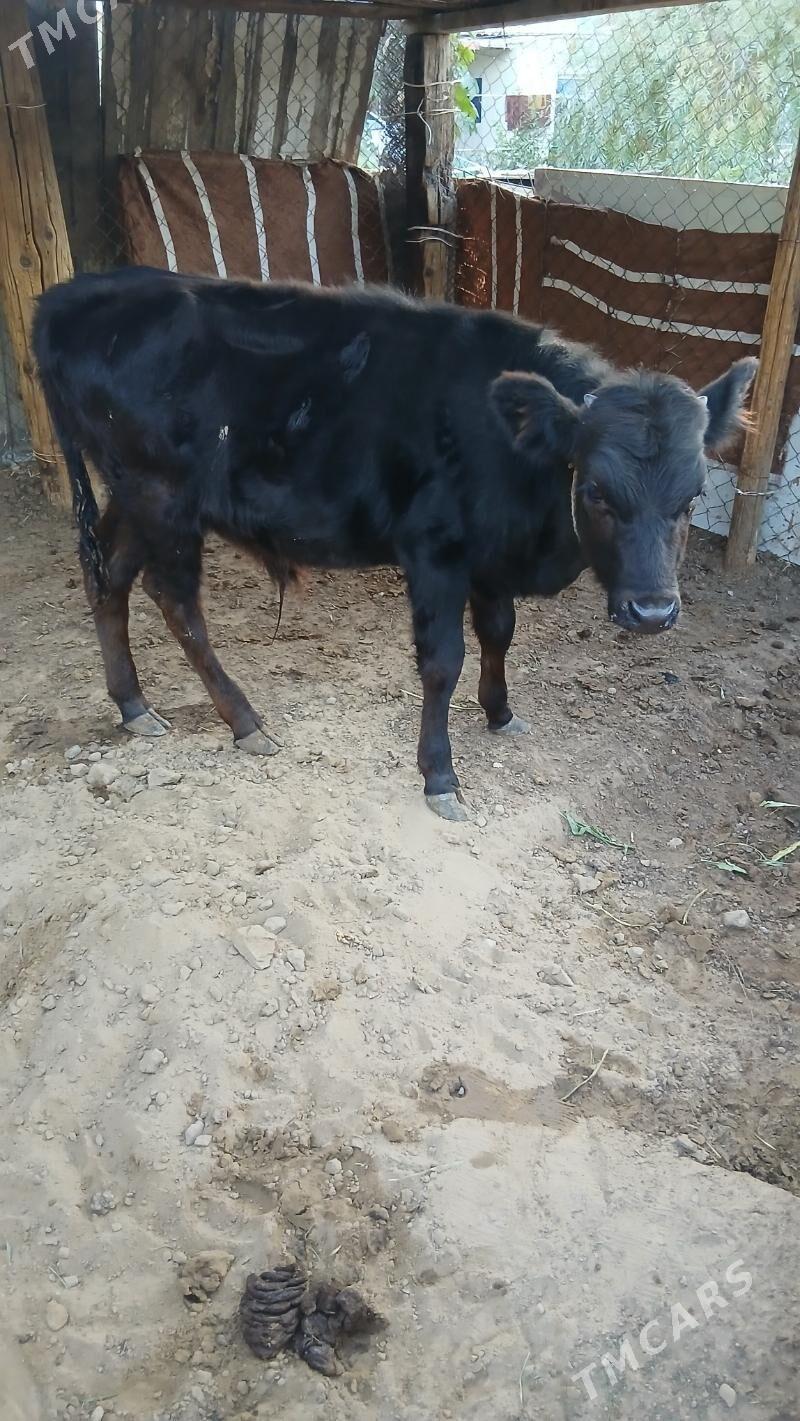 Oluzce Gole - Çoganly - img 3