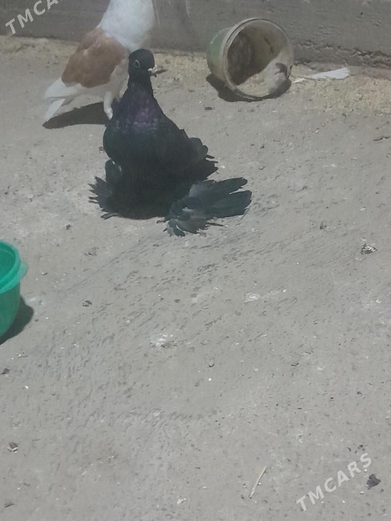 kepderi - Mary - img 2