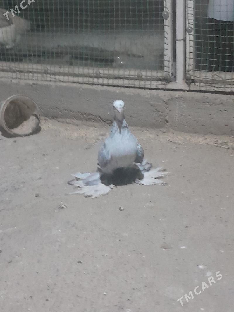 kepderi - Mary - img 1