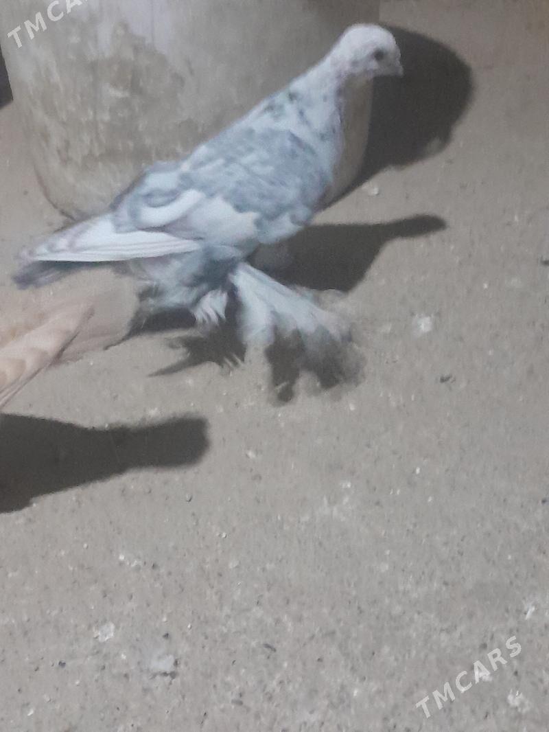 kepderi - Mary - img 3