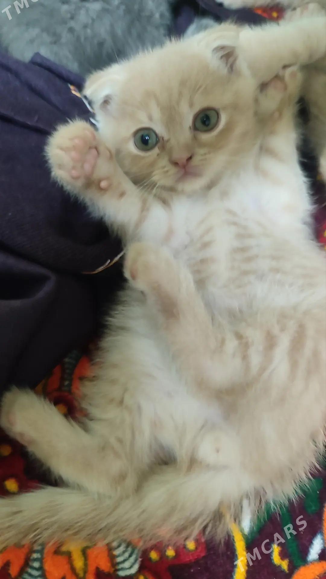 Кошки. - Туркменабат - img 2