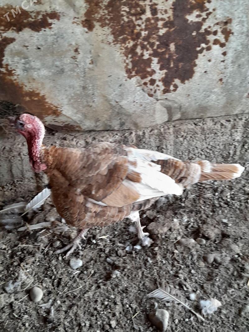 Erkek indyuk - Гёкдже - img 2