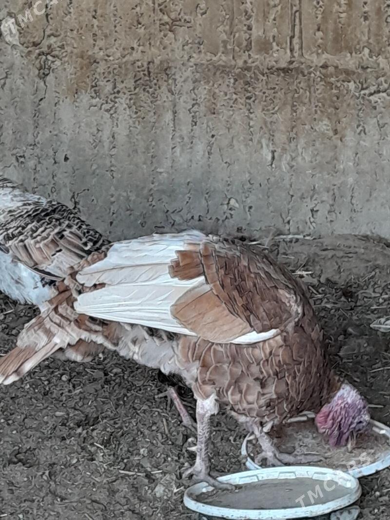 Erkek indyuk - Гёкдже - img 3