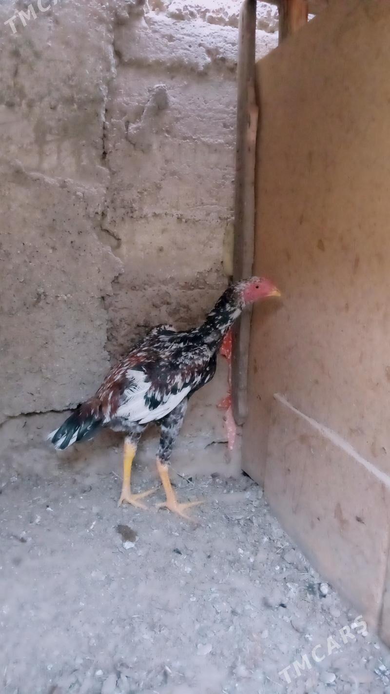 Taskent - Gypjak - img 2