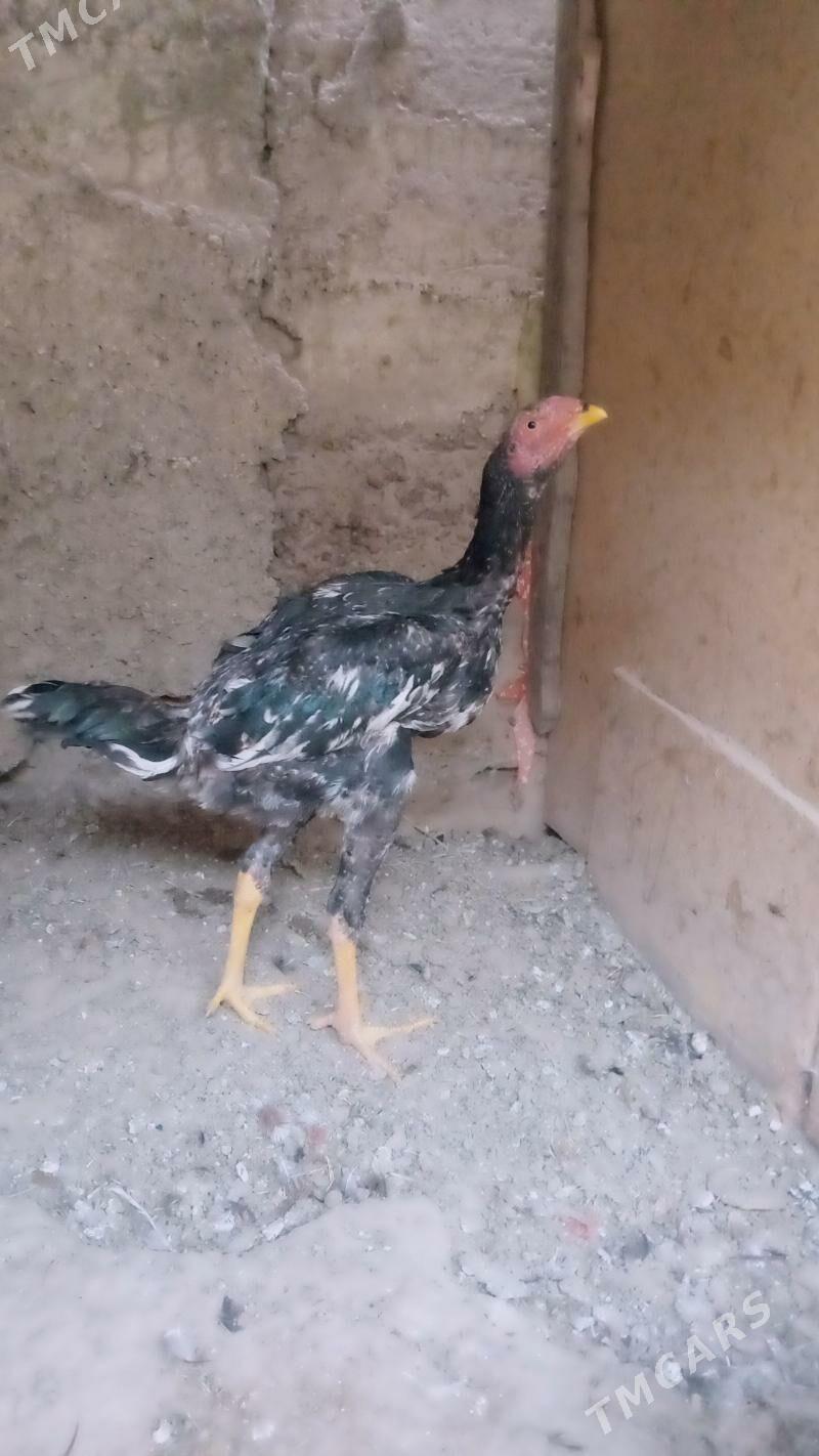 Taskent - Gypjak - img 4