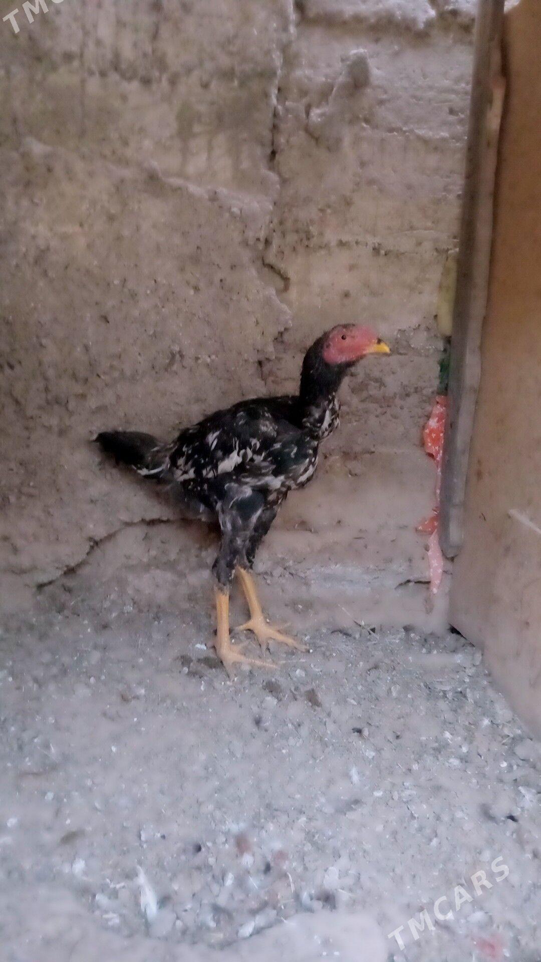 Taskent - Gypjak - img 6