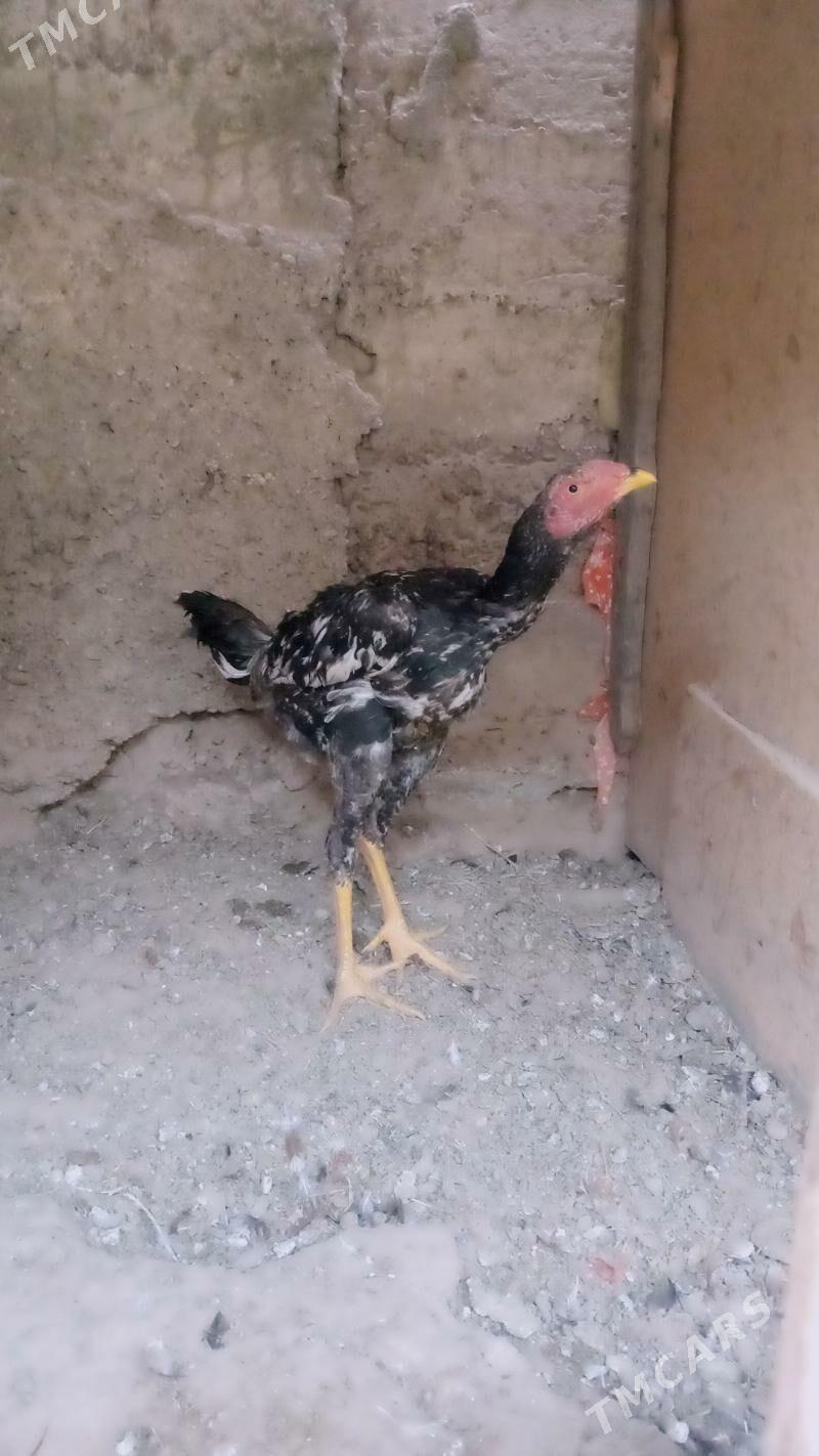 Taskent - Gypjak - img 5