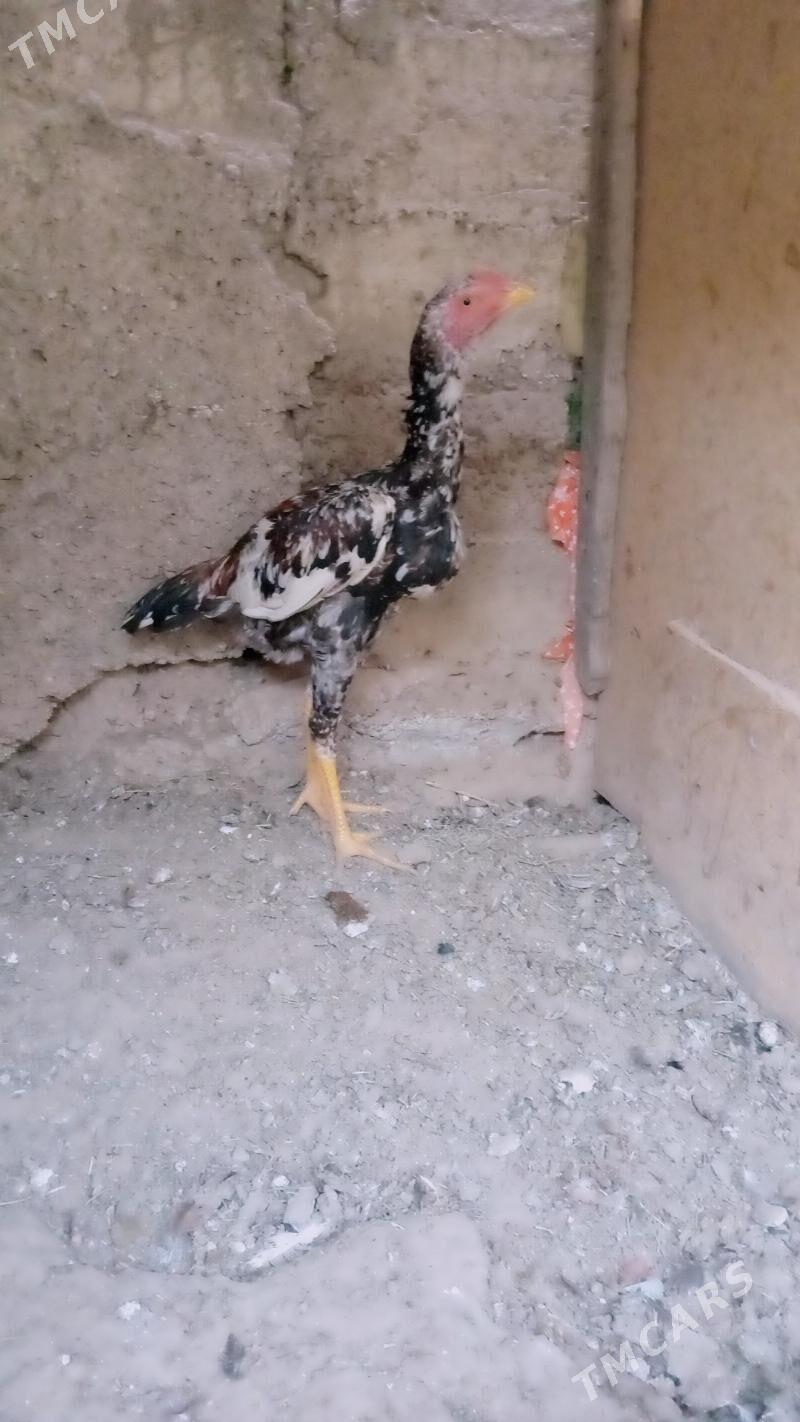 Taskent - Gypjak - img 3