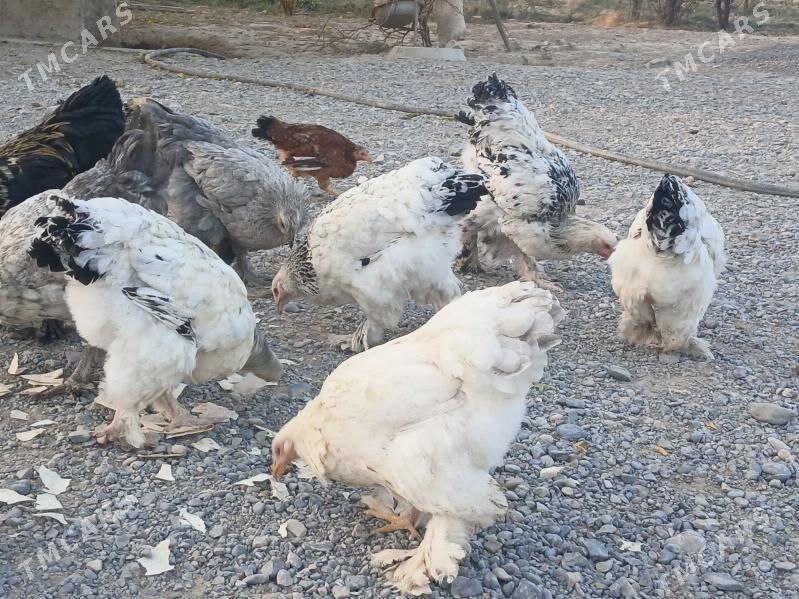 brama towuk - Kaka - img 2