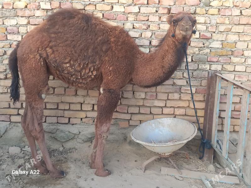 Duye - Берекет - img 2