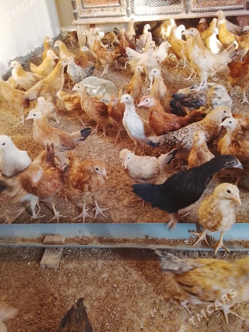 juyje - Gökdepe - img 3