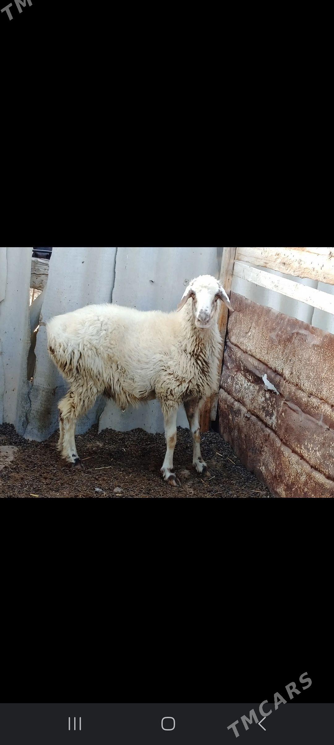 Goyun - Берекет - img 2