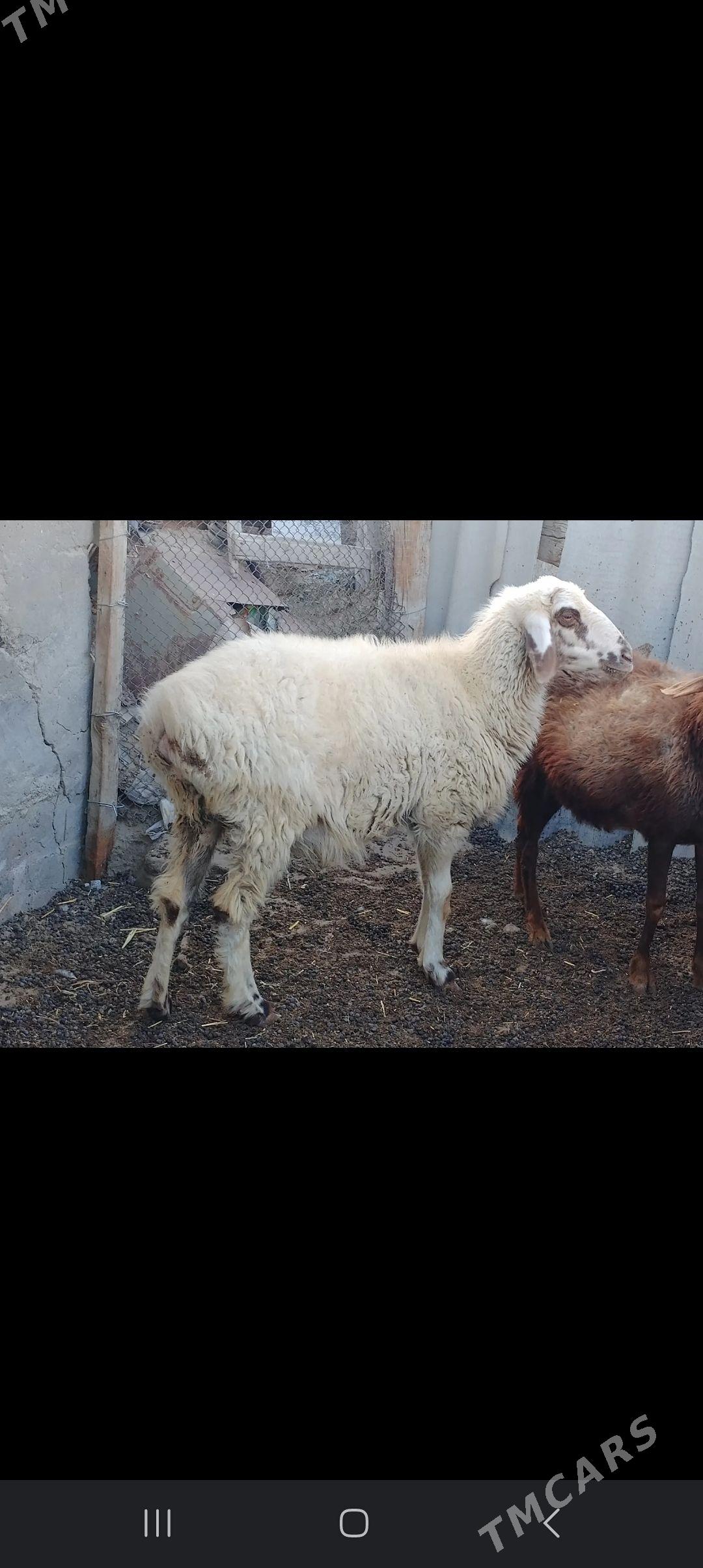 Goyun - Берекет - img 3