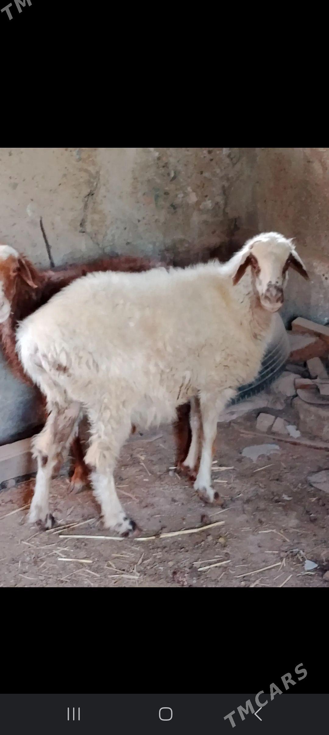 Goyun - Берекет - img 4