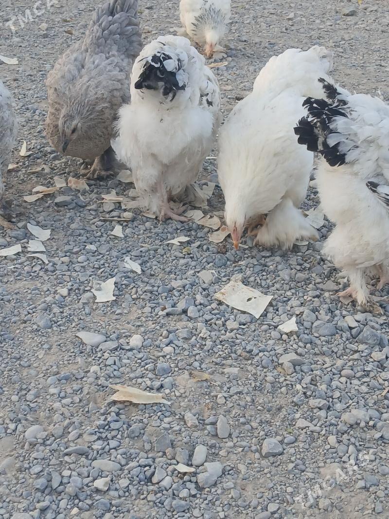 brama towuk - Kaka - img 3