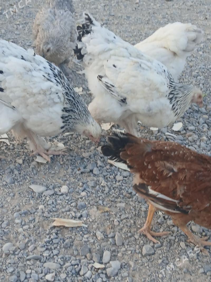 brama towuk - Kaka - img 4