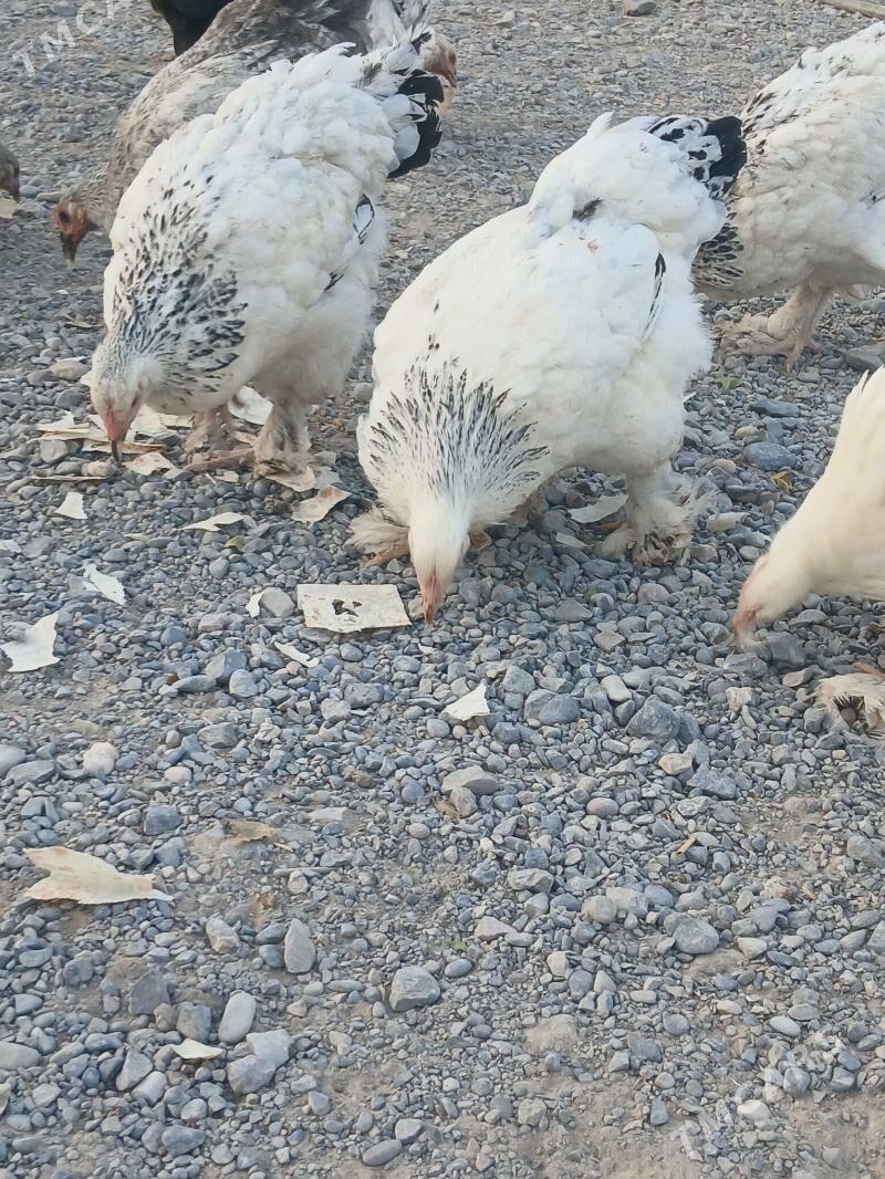 brama towuk - Kaka - img 5