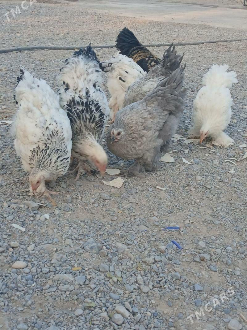 brama towuk - Kaka - img 6