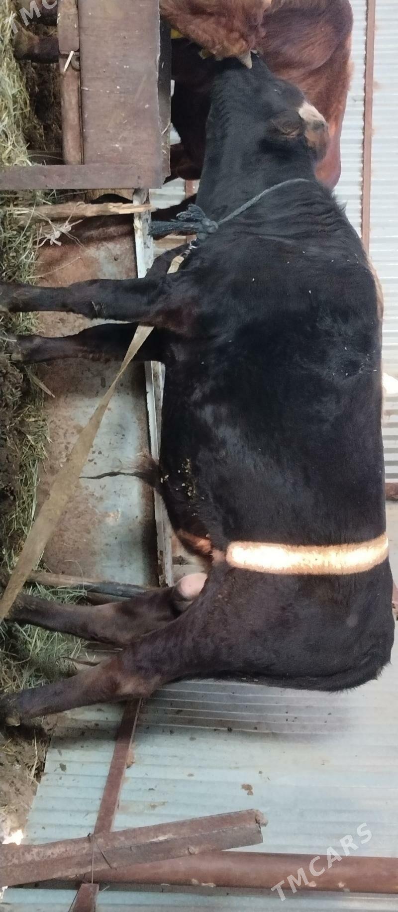 Öküz bakylan - Бабадайхан - img 4