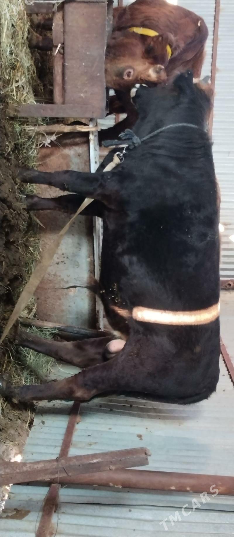 Öküz bakylan - Бабадайхан - img 3