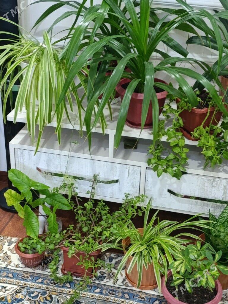 Цветы - Büzmeýin - img 7