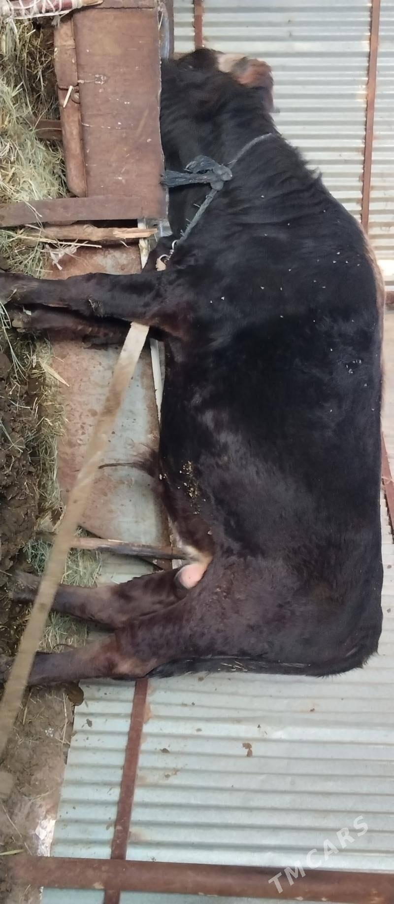 Öküz bakylan - Бабадайхан - img 2