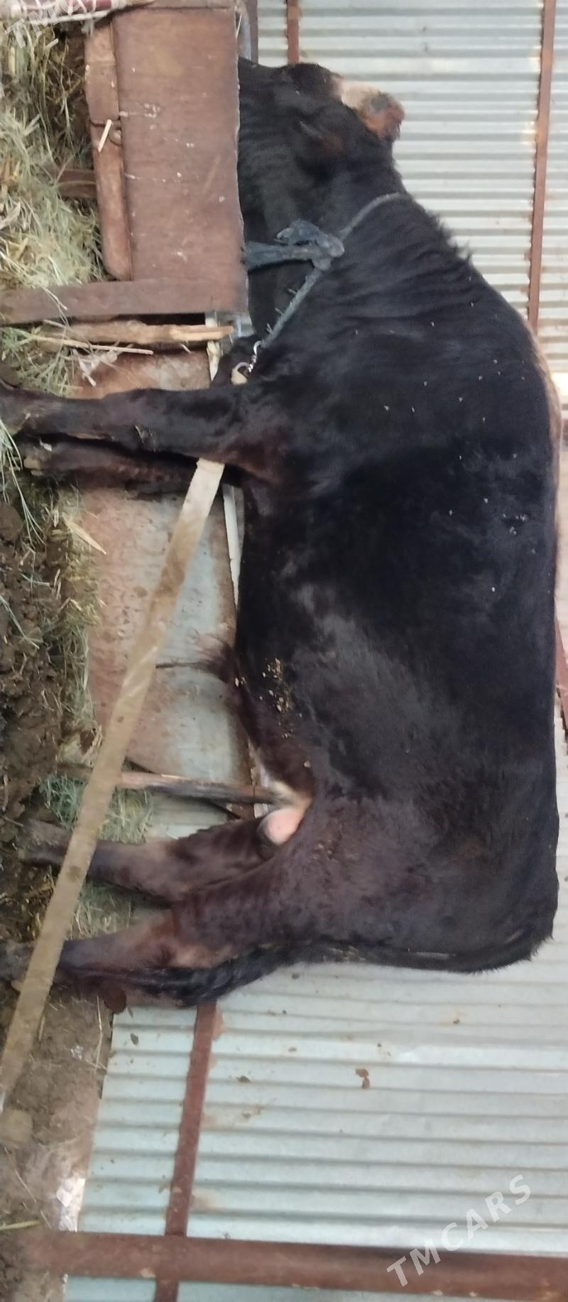 Öküz bakylan - Бабадайхан - img 1