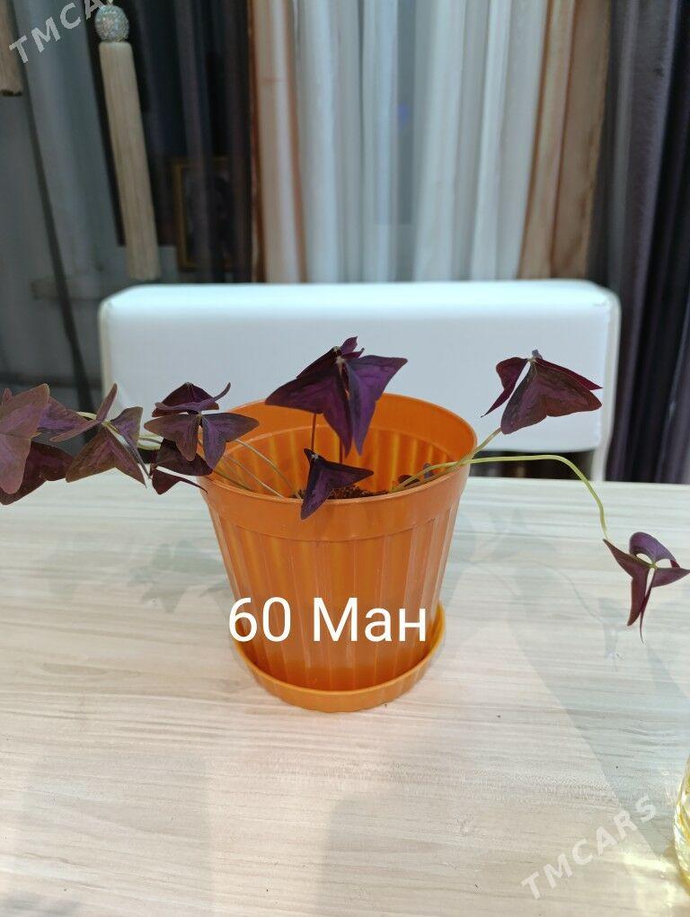 Цветы - Büzmeýin - img 6