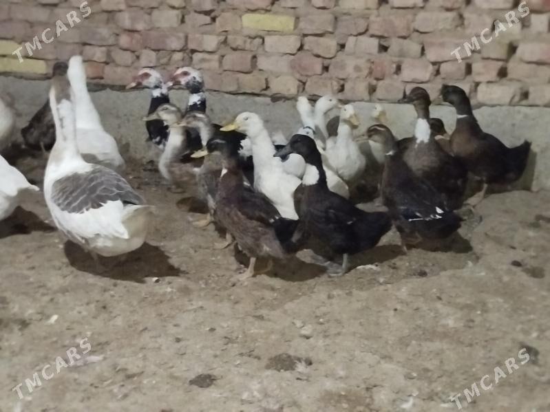 Gak Gak Gaz - Теджен - img 1