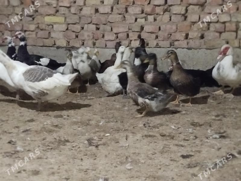 Gak Gak Gaz - Теджен - img 2