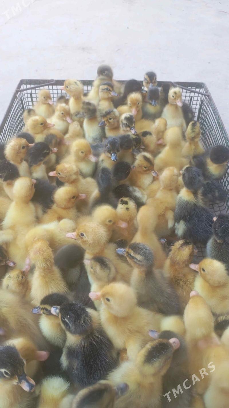 ördek jüje - Tejen - img 2