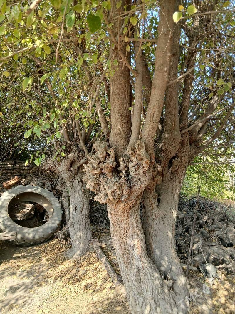 tut agac odunlyk - Гёкдепе - img 3