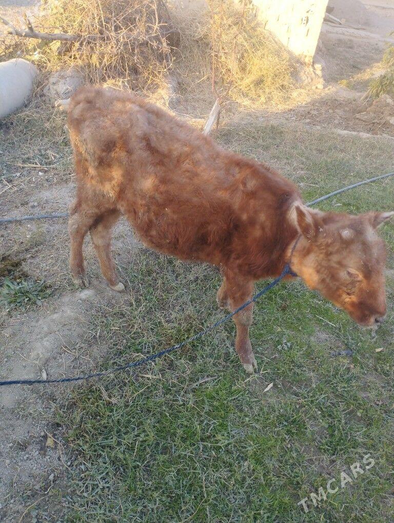 Göle tüwe - Ýaşlyk - img 3