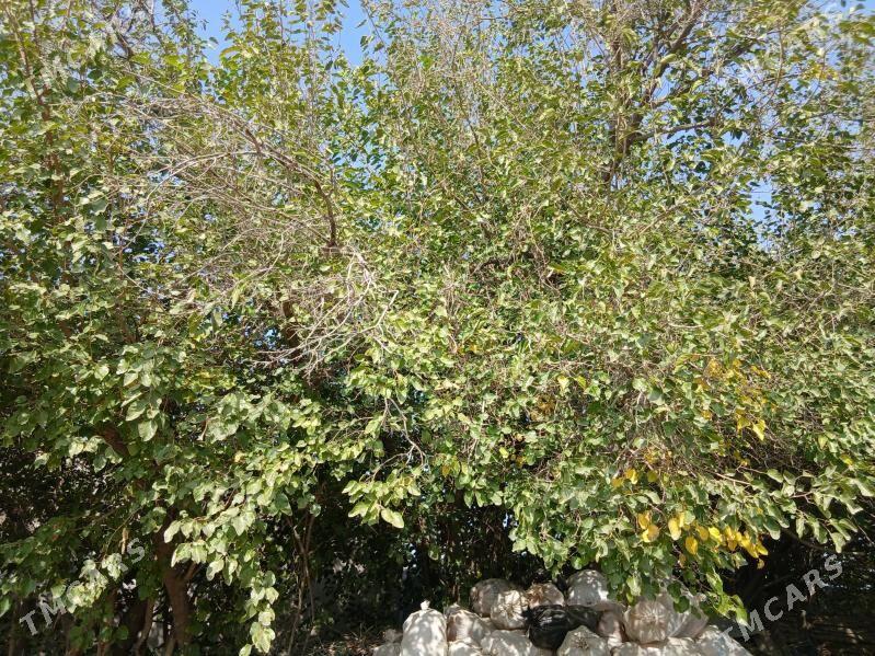 tut agac odunlyk - Гёкдепе - img 2