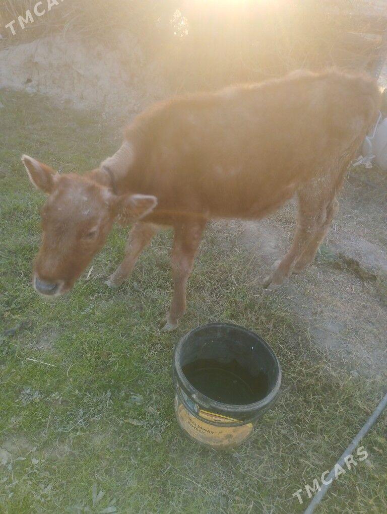 Göle tüwe - Ýaşlyk - img 5