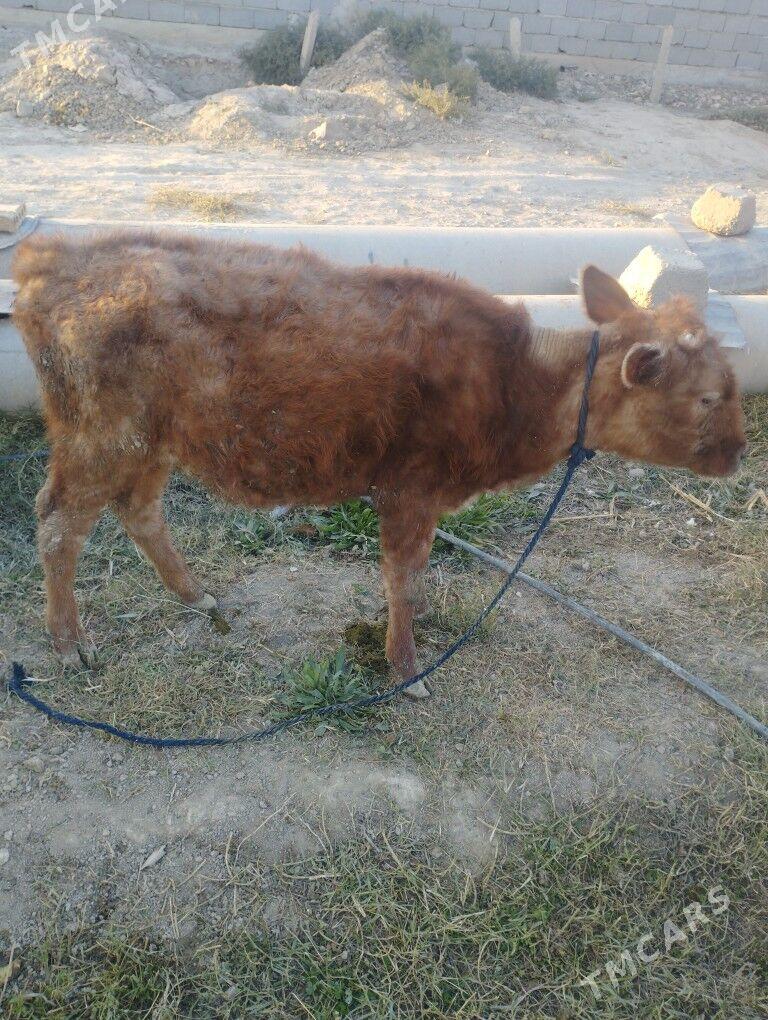 Göle tüwe - Ýaşlyk - img 4