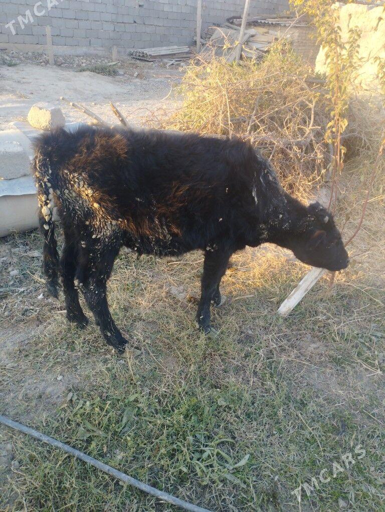 Göle tüwe - Ýaşlyk - img 2