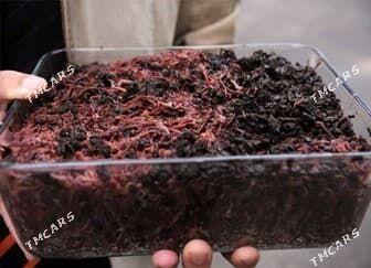 Biogumus - Кака - img 7