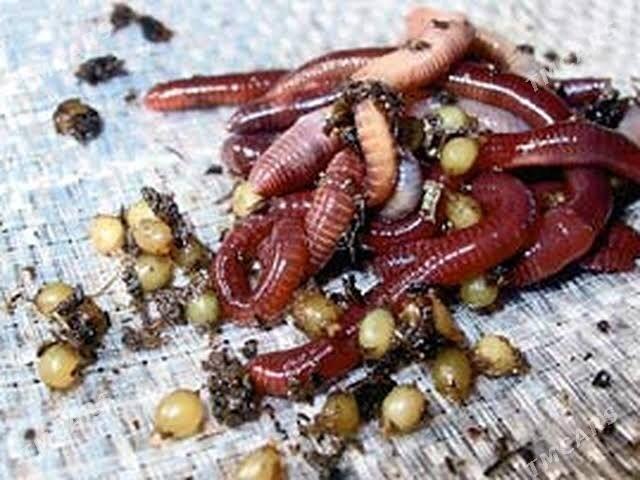 Biogumus - Кака - img 2