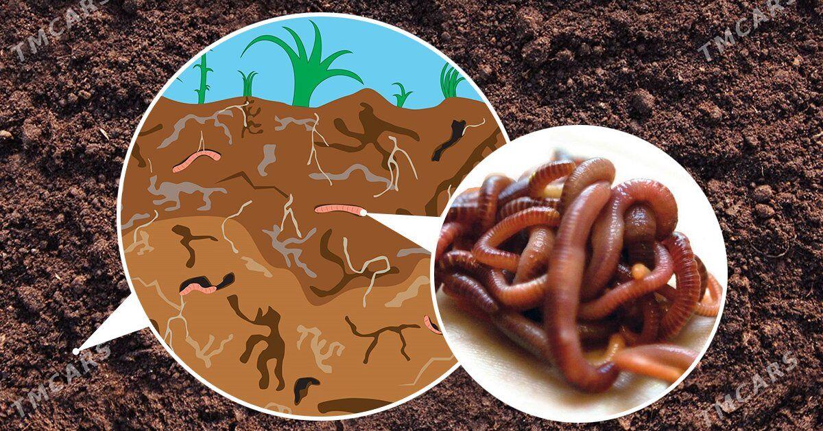 Biogumus - Кака - img 4