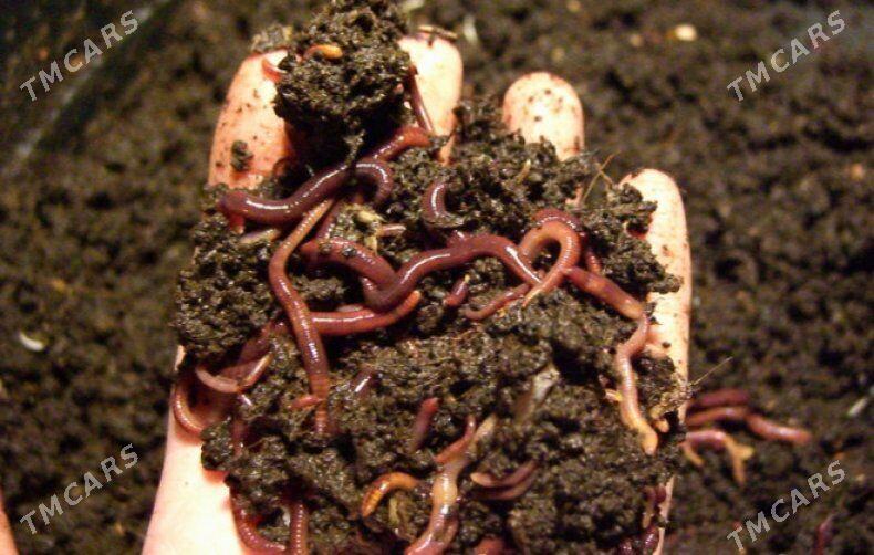 Biogumus - Кака - img 3