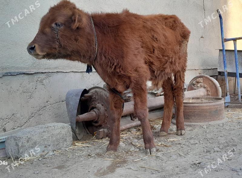 Gole - Гарадамак Шор - img 2