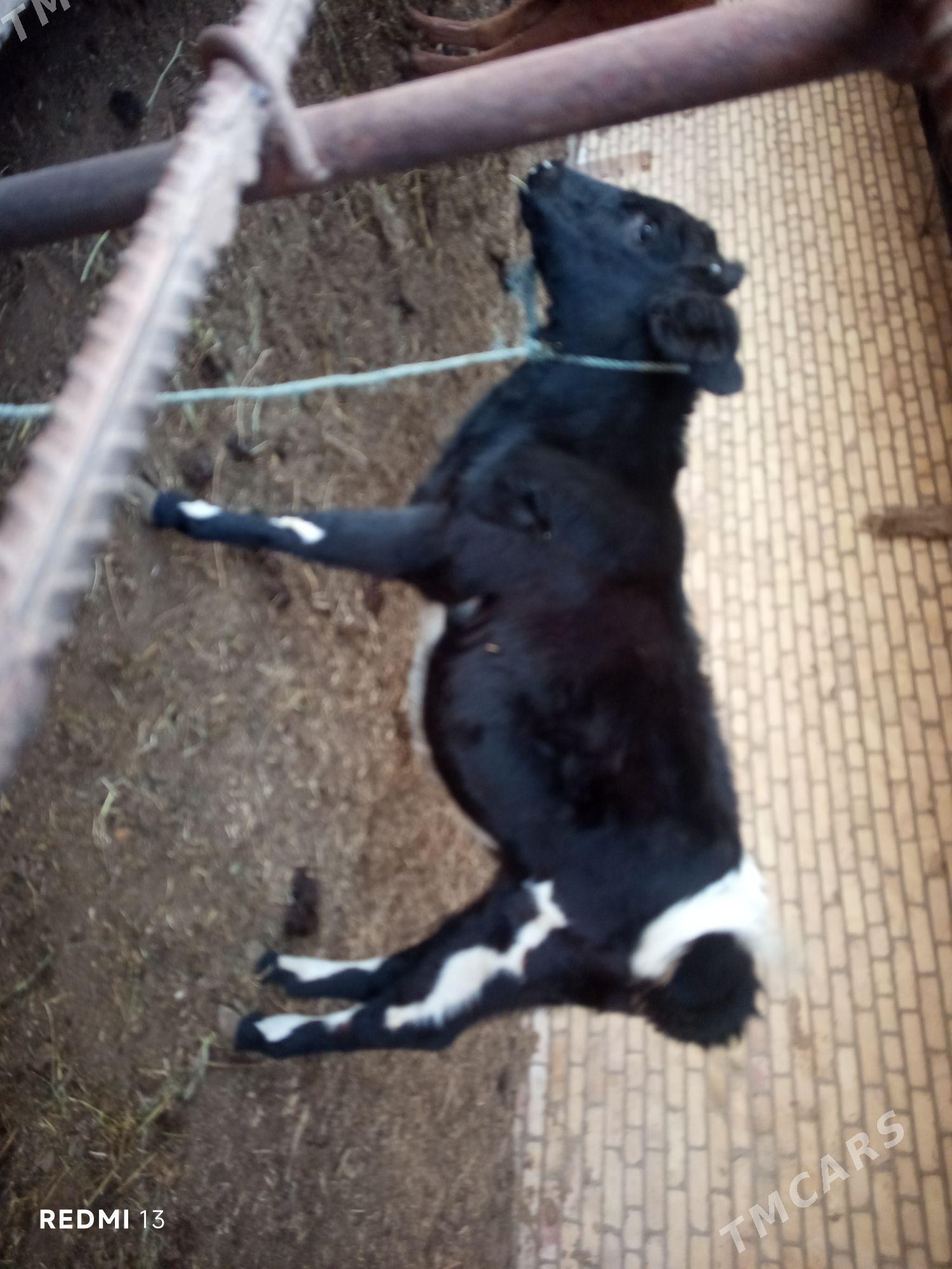 Gunajyn - Çärjew - img 2