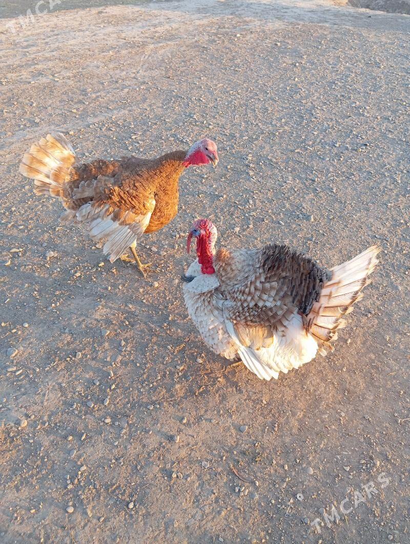 induk - Sarahs - img 1