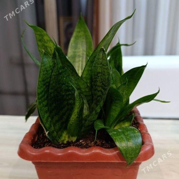 Цветы - Büzmeýin - img 3