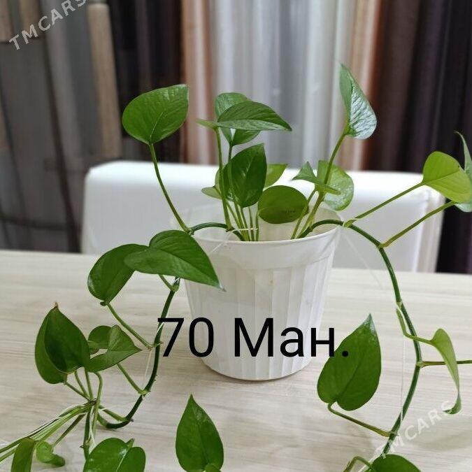 Цветы - Büzmeýin - img 4